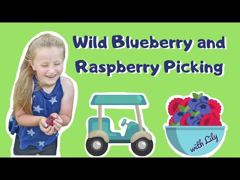 Video: Ntau Npaum Li Cas Ib Liter Ntawm Raspberries, Txiv Pos Nphuab Thiab Blueberries Hnyav?