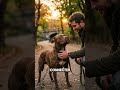 Are Pit Bulls Born Dangerous or Made That Way?