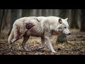 Injured Arctic Wolf with Body Wounds Rescued by He