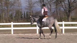 2005 S.I. Intero LUCKY BOY x VOLTAIRE x NIMMERDOR (parte IV)