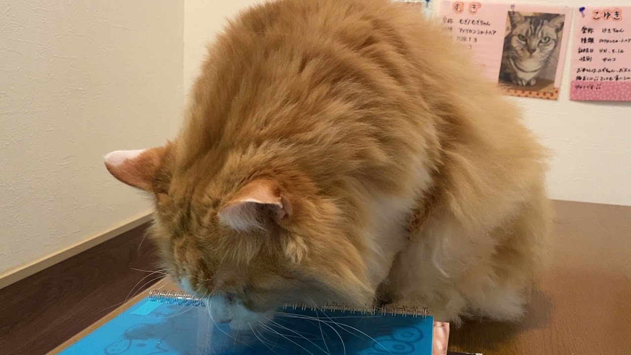 猫カフェronron 大街道商店街で猫に癒される 松山市 あははライフ
