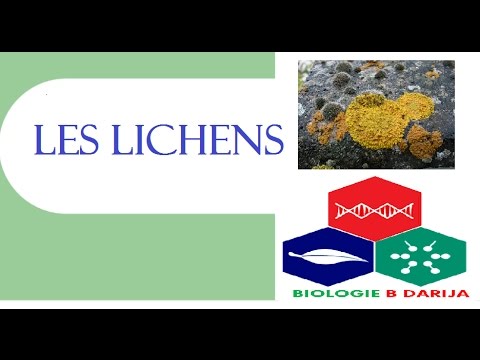 Vidéo: Quel est l'effet nocif du lichen?