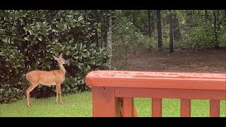 2022 Wildlife @ Fuquay Homestead by Brasso Bob Harrison 29 views 10 months ago 3 minutes, 55 seconds