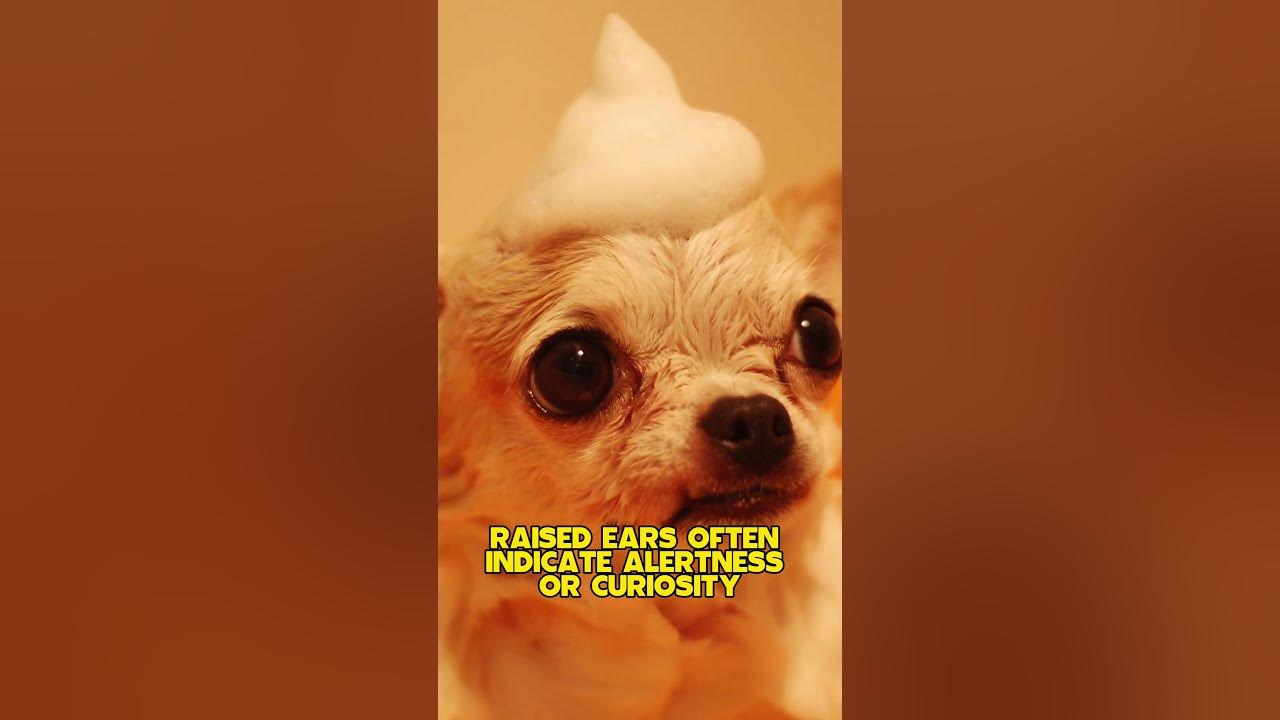 how-do-dogs-communicate-through-body-language-dogs-puppy-doggo