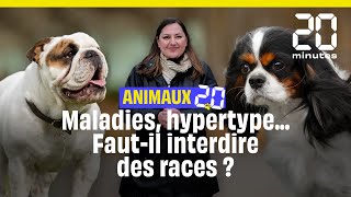 Fautil interdire l’élevage des Cavalier King Charles ou du bouledogue français ? #Animaux20