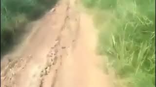 Suku Mante atau disebut manusia 60 cm di Hutan Belantara Aceh #suku #mante #aceh