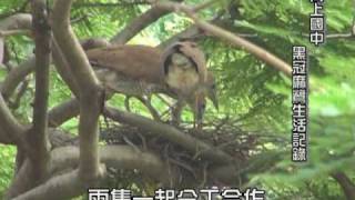 向上國中 黑冠麻鷺 生活記錄980618(2)