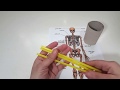 كيفية عمل مجسم الهيكل العظمي