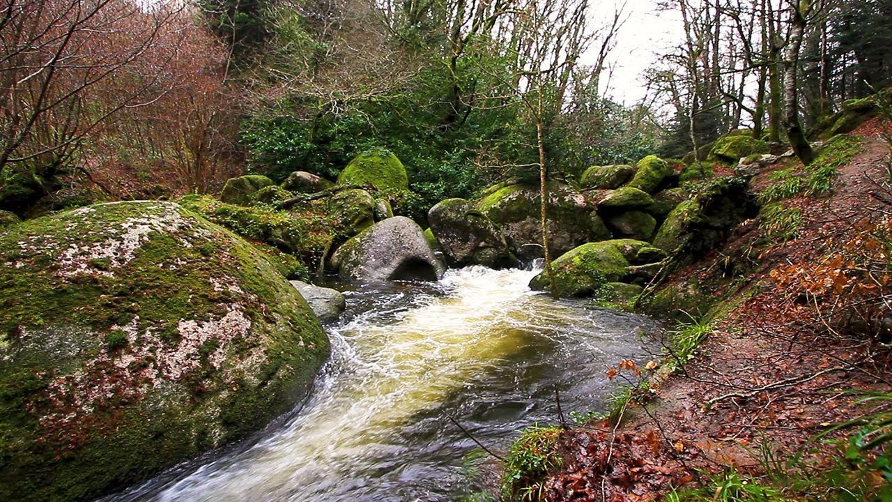 Beautiful river stream in the forest, 1 hour of relaxing river sounds