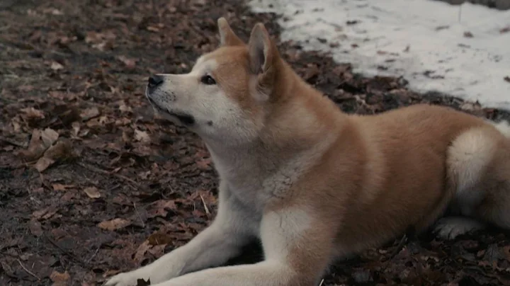 AFFIRM Films Presents: Hachi: A Dog's Tale - DayDayNews