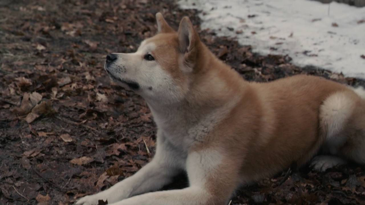 movie review of hachi a dog's story