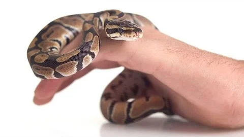 ¿Existe alguna serpiente que no tenga veneno?