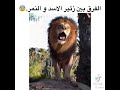 الفرق بين زاير الاسد وا زاير النمر
