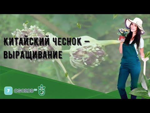 Китайский чеснок — выращивание