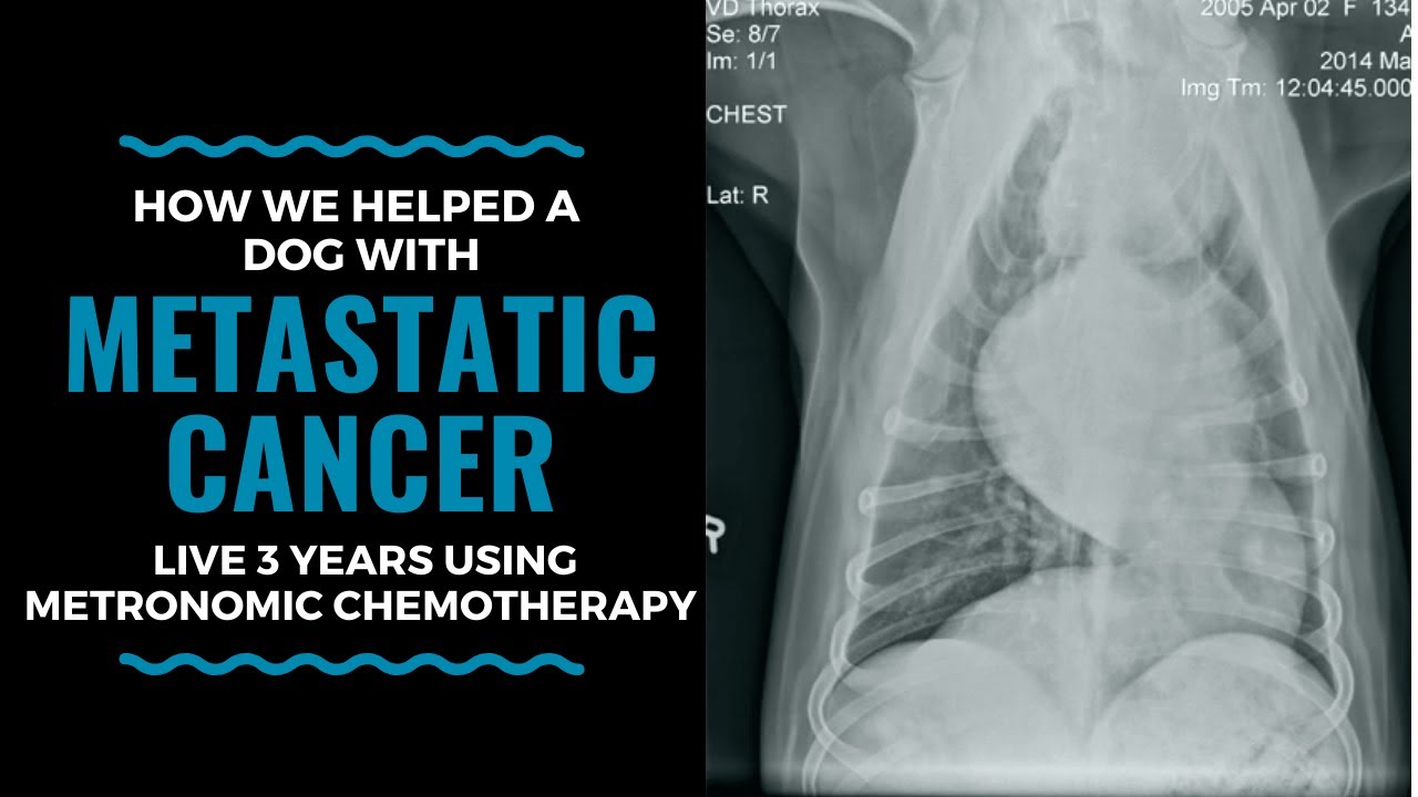 How We Helped A Dog With Metastatic Cancer Live 3 Years By Using Metronomic Chemotherapy Vlog 106 Youtube