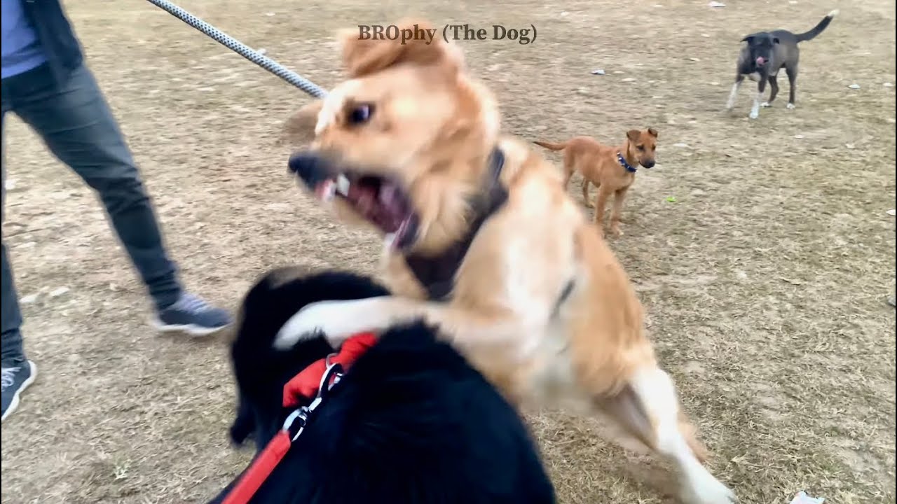 Other Dog Fights With My Dog || Dog’s Fight || Dog Comedy Videos ...