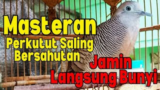 Perkutut Lokal Alam Gacor Suara Besar-Masteran (PERKUTUT BISU Langsung Ikutan Bunyi)