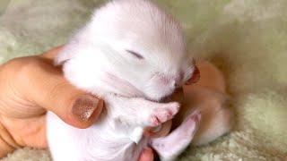7 Days Old Cutest Baby Rabbits