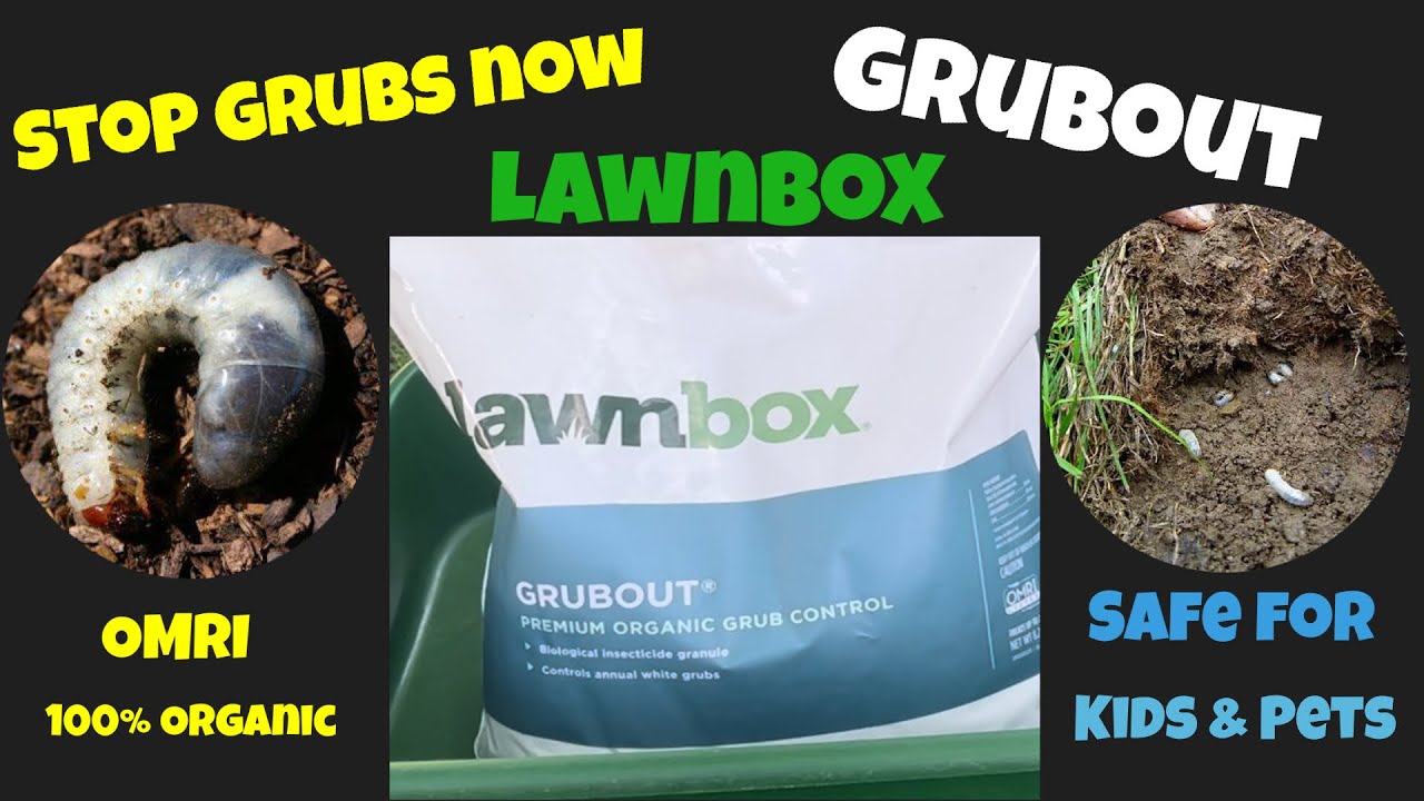 Lawnbox Grubout