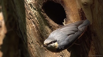 Eurasian Nuthatch (Sitta europaea) Nest Activity
