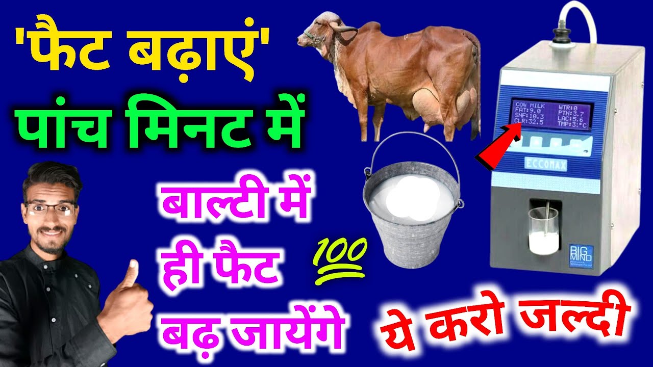 गाय भैंस के दूध में फैट बढा़एं बिलकुल फ्रि में doodh ka fat kaise