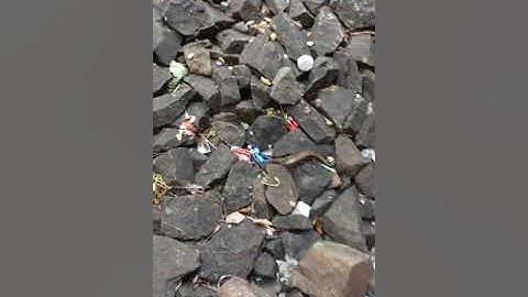 Rắn Mối ăn Rết | Hot !!!