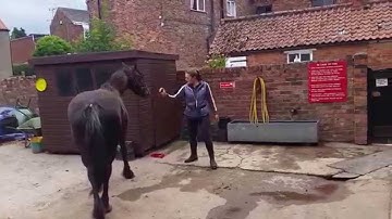 Clicker training an aggressive mare. Impulse training.
