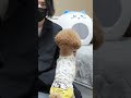 犬に世界一硬いチーズあげたらこうなった #Shorts
