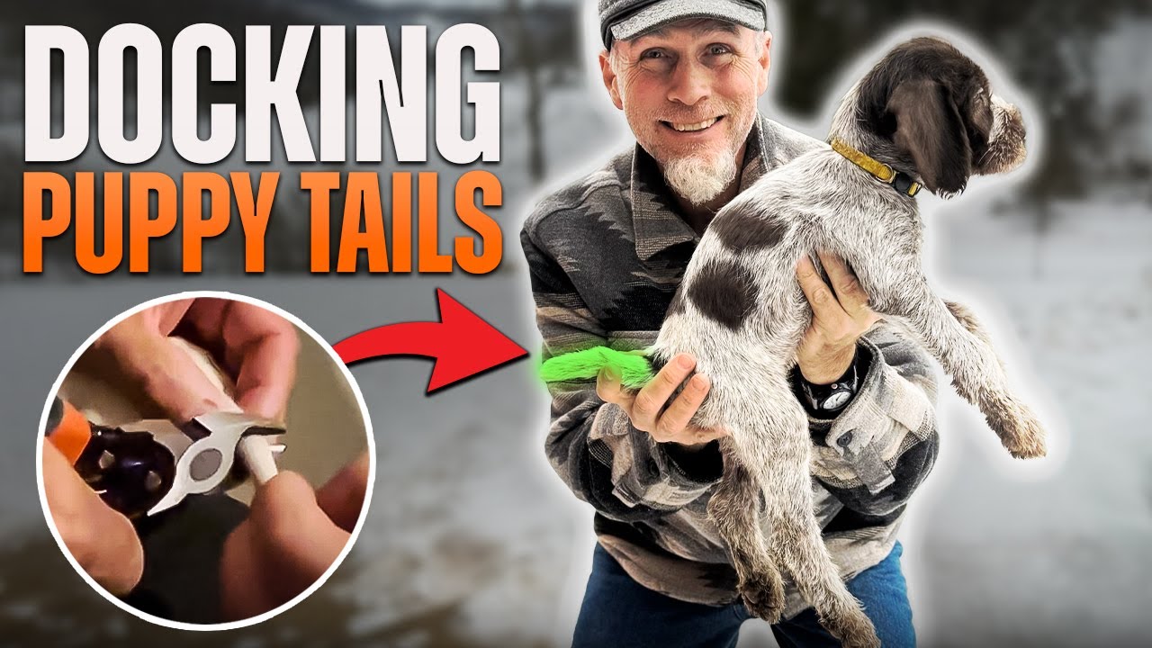 Docking the Tails of WORKING DOG PUPPIES! (How to Dock Puppy Tails)