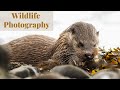 Otters on the Isle of Mull | Wildlife Photography