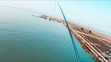 Câu ISO cá tráp | 5 con mùa cá cắn kém | Mồi xả Bình Giò và mồi Giun biển móc lưỡi