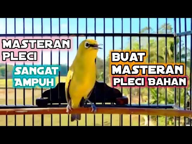 Masteran Pleci Sangat Ampuh Buat Masteran Pleci Bahan#masteranpleci#Pleci#Plecipacitan class=