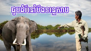 ពិតជាចម្លែកមែនមិនដែលឮទេ ដំរីនៅបឹងទន្លេសាប