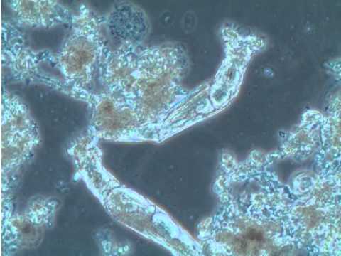 Video: Vilken roll har mikroorganismer i bioremediering?