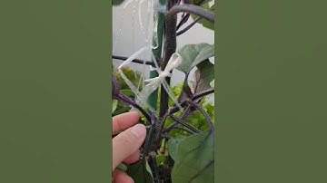 tỉa nhánh cho cây cà tím mau phát triển