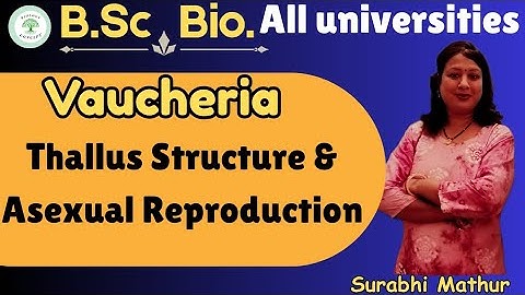 Vaucheria ।Thallus Structure and Asexual reproduction in Vaucheria। B.Sc.bio.। by Surabhi ma