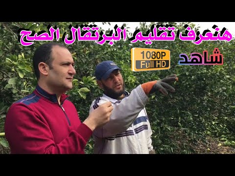 فنايات تقليم برتقال ابوصره وافضل ميعاد شاهد بجوده عاليه