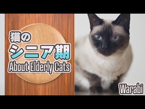 猫のシニア期について