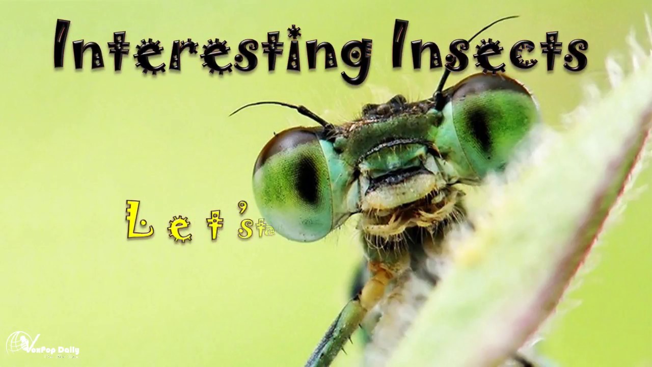 Interesting facts about insects. Amazing insects Interesting facts about insects. Amazing insects