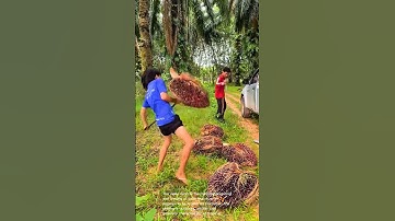 Palm fruit harvesting: manual labor and efficiency