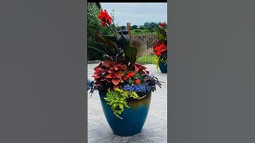 Canna lily are a show stopping feature plant #gardening #gardeningtips #containergardening