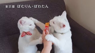 ＣＩＡＯちゅ～る『ひとりじめちゅ～る』篇