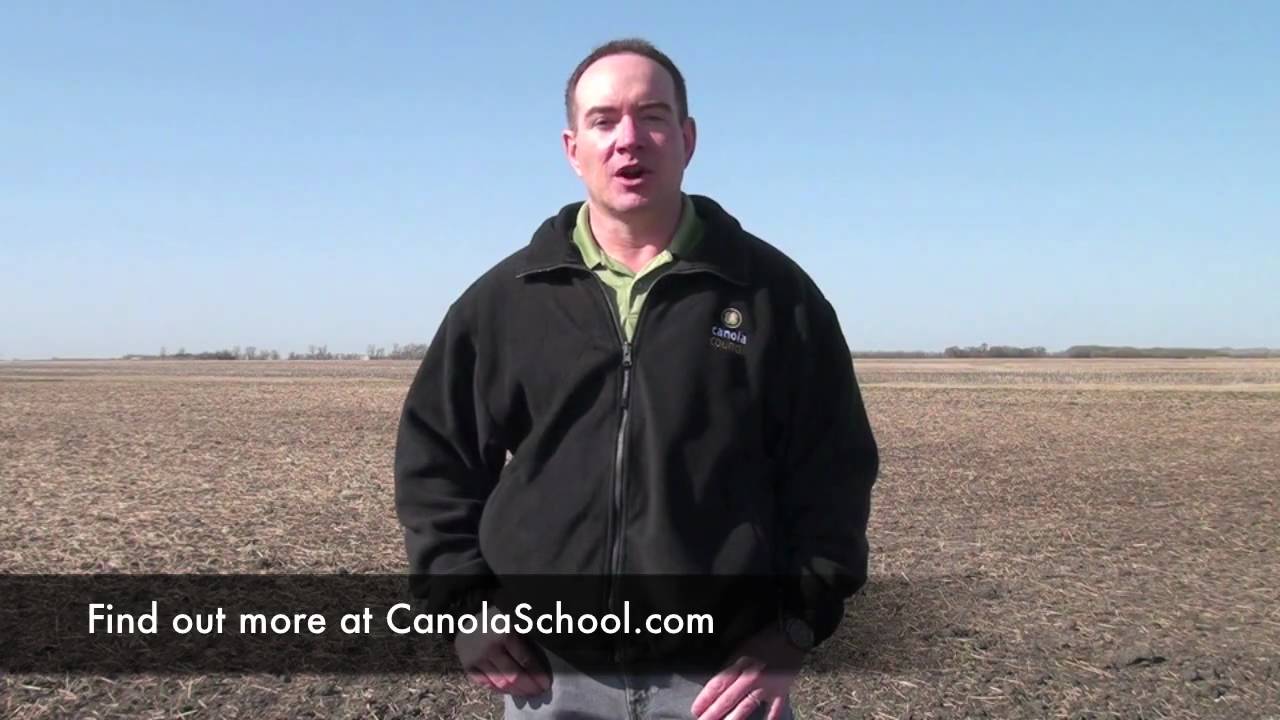 Canola School: Seeding Speed Affects Yield