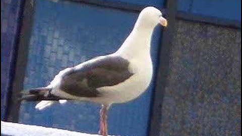 1st time using Windows Movie Maker