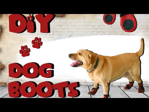فيديو: كيفية صنع حذاء الكلب