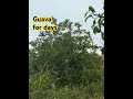 Guava Loading ЁЯдн Guava Loading ЁЯдн