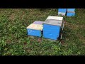 Результат обработки пчёл и от европейского гнильца
