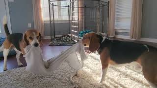 Beagle tug of war