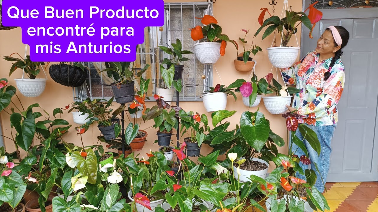 Mis Anturios libres de Pulgones, Ahora Brillan y ♥️🧑‍🌾 están Hermosos 