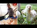 My Outdoor Baby chick COOP/BROODER